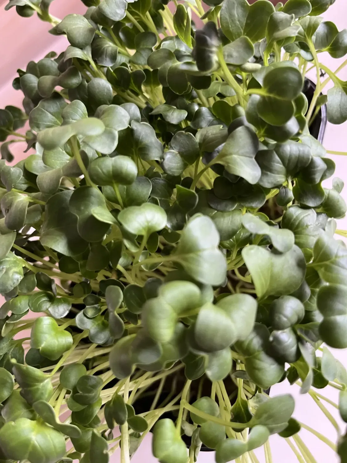 Микрозелень редиса дайкон (зеленый) фото 2